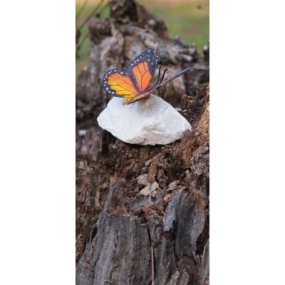 Papillon  coloré sur pierre