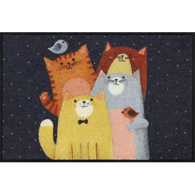 Cat Quartet